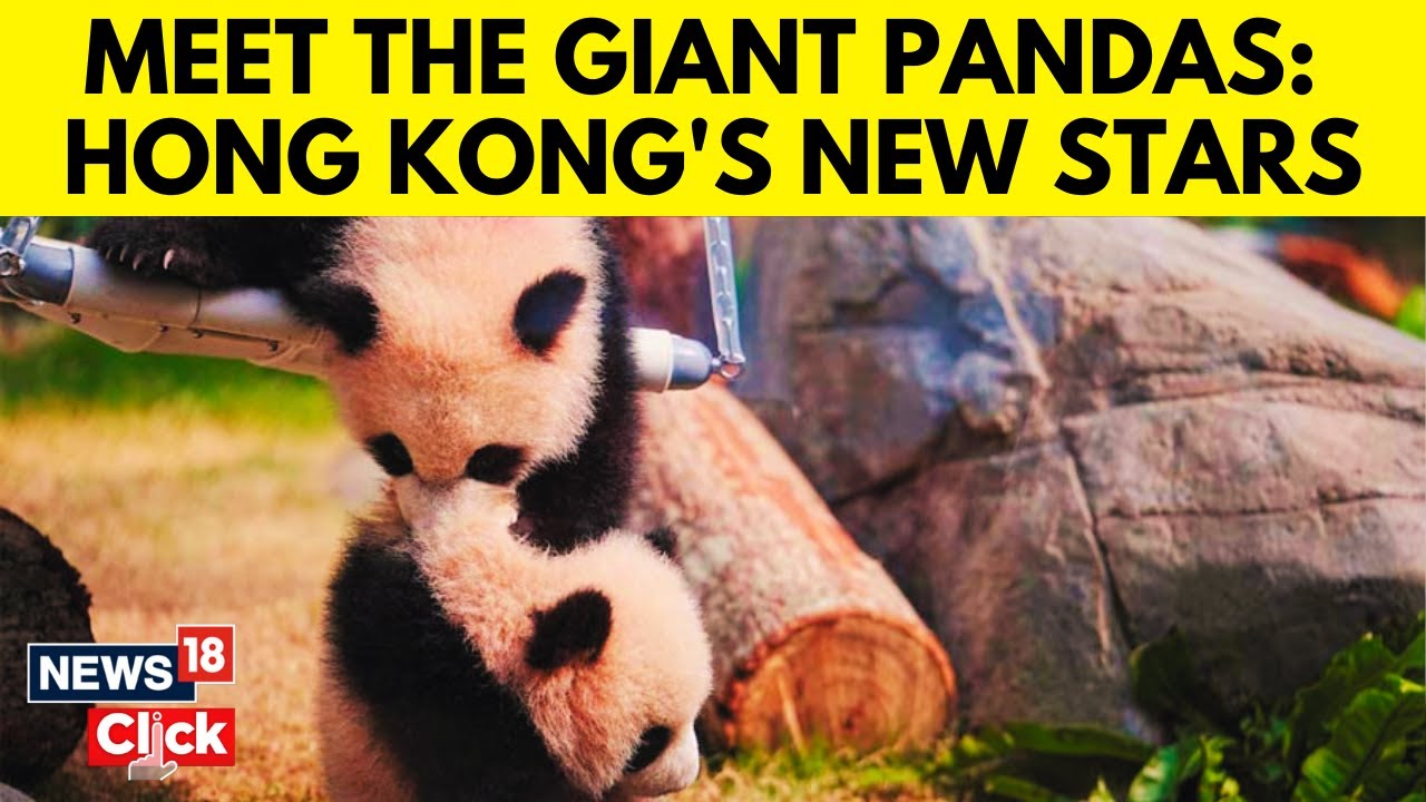 Hong Kong's Twin Panda Cubs To Make Public Debut, Hopes To Boost Tourism | Panda | N18G