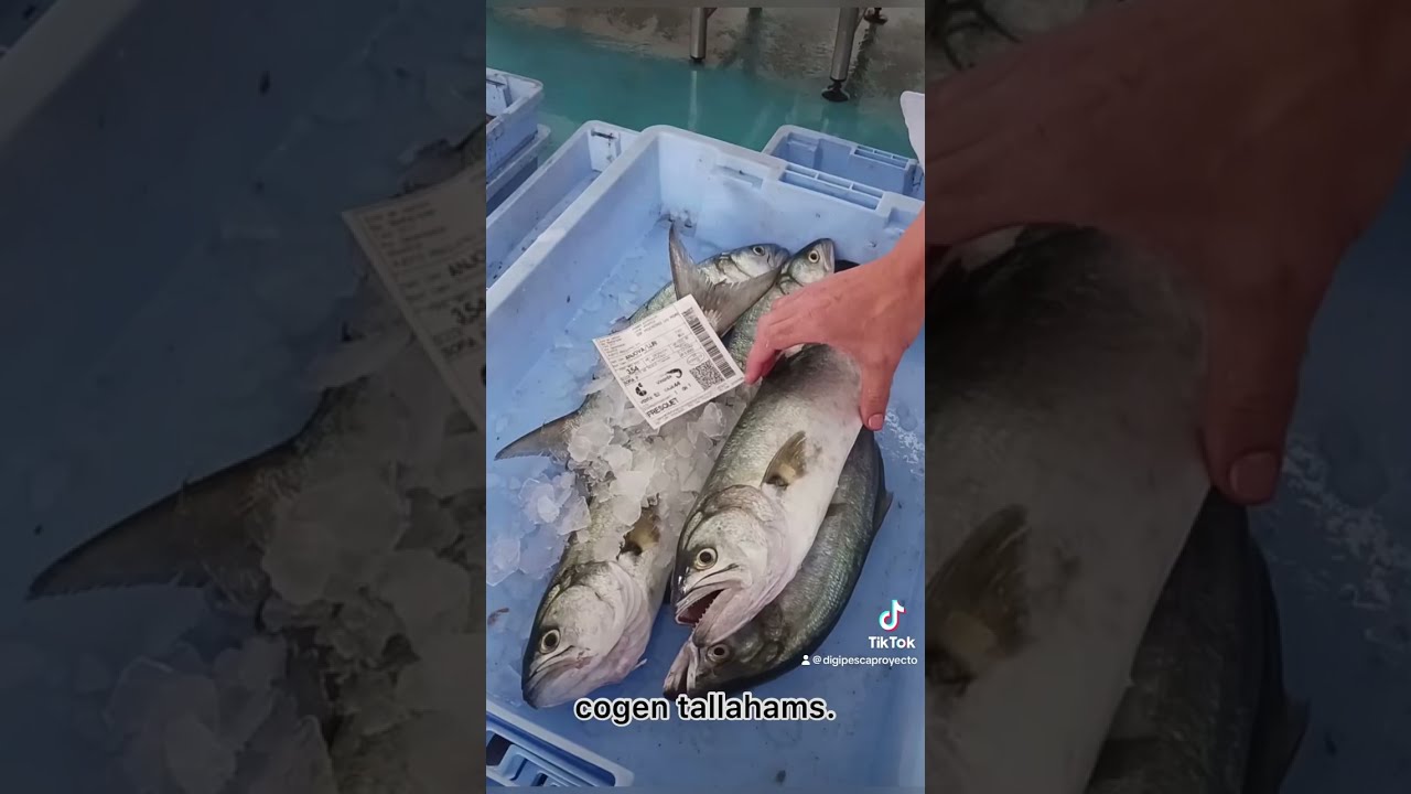 ANJOVA O LIRIO 🐟🐟