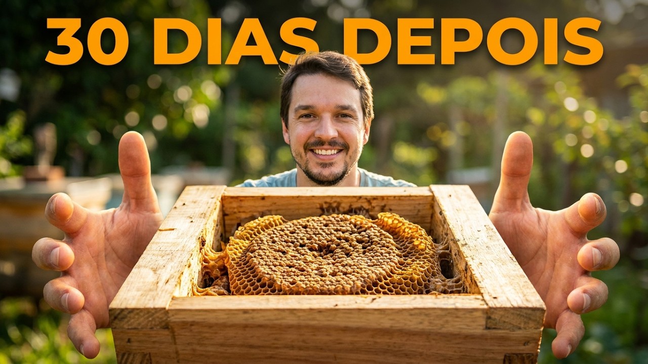 Desenvolvimento de Divisão Abelha Uruçu Nordestina Melipona Scutellaris após 30 dias