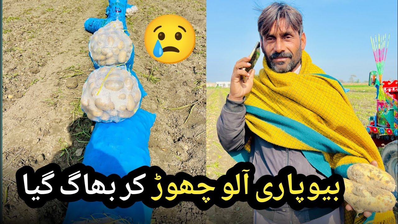 Aloo ka Shadeed Manda | Aloo Lene Ke Lye Koi Bewapari Tiyar Nhi 😭