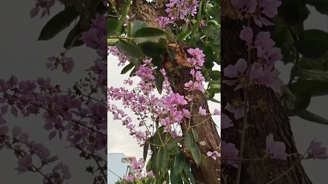 @ Ca khúc: 