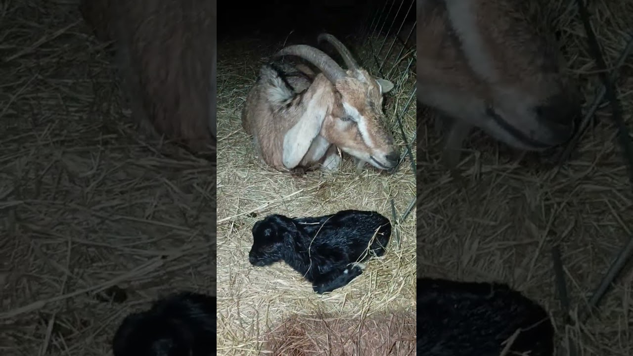 P3/8 Stefania gives birth to two babygoats at Escambia Lakes Goat Refuge on 2026-02-08