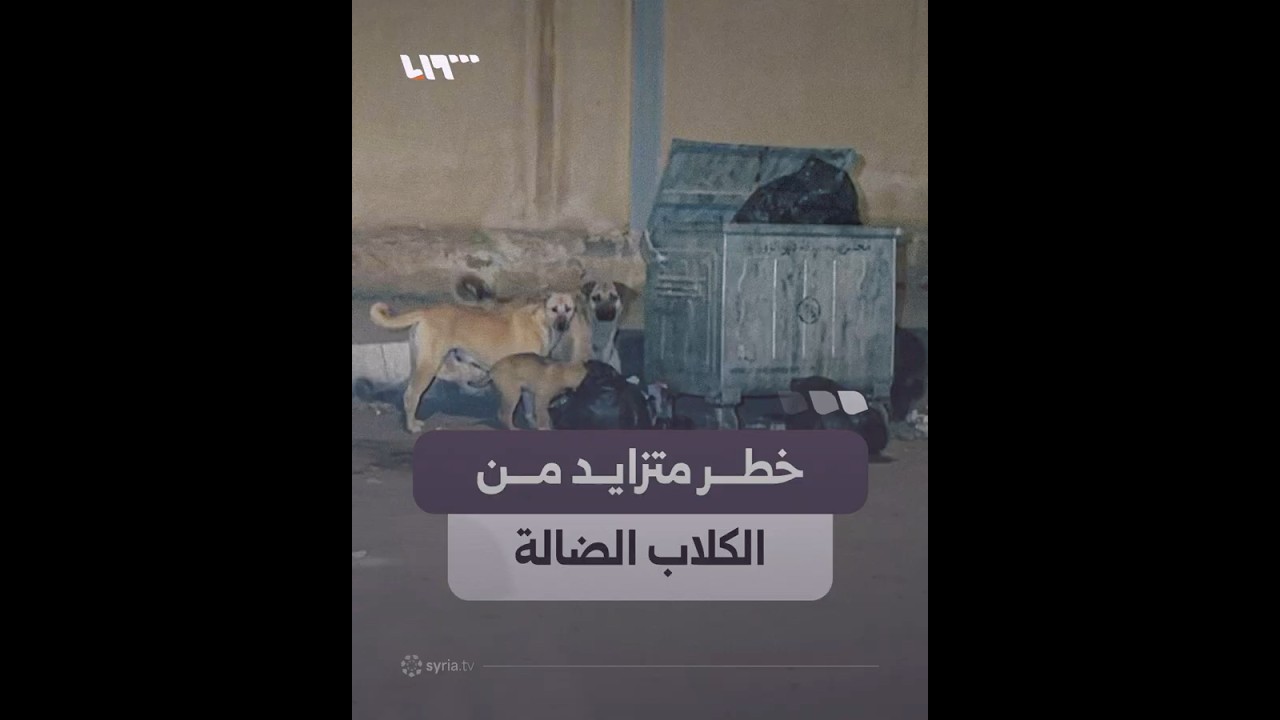 الكلاب الضالة تؤرق سكان دير الزور والحلول ما تزال متعثرة