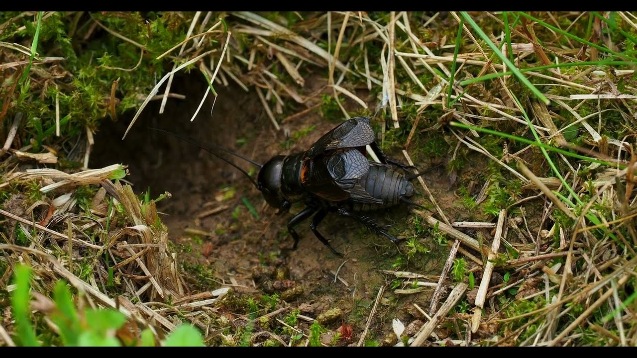 Cricket Sounds (Gryllidae)