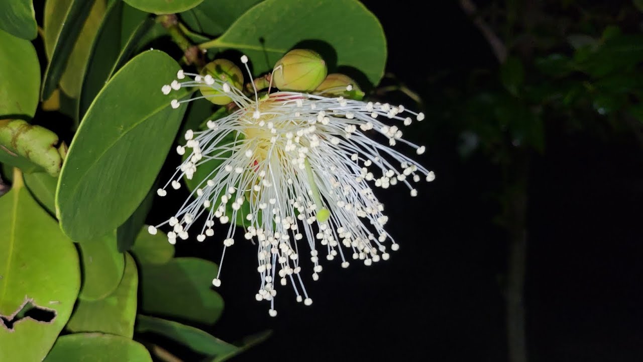 Introducing the Mangrove, Sonneratia alba!