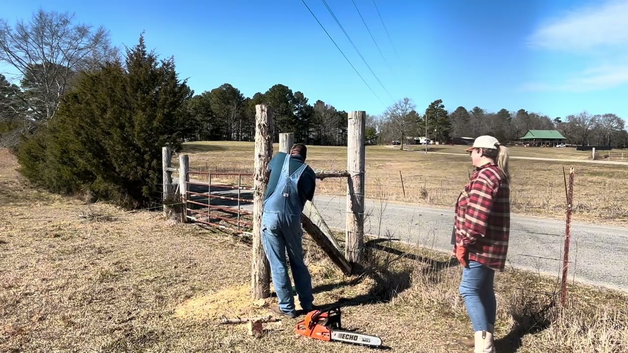  CEDAR Tree Fence Posts #cedarfence #farm #fence