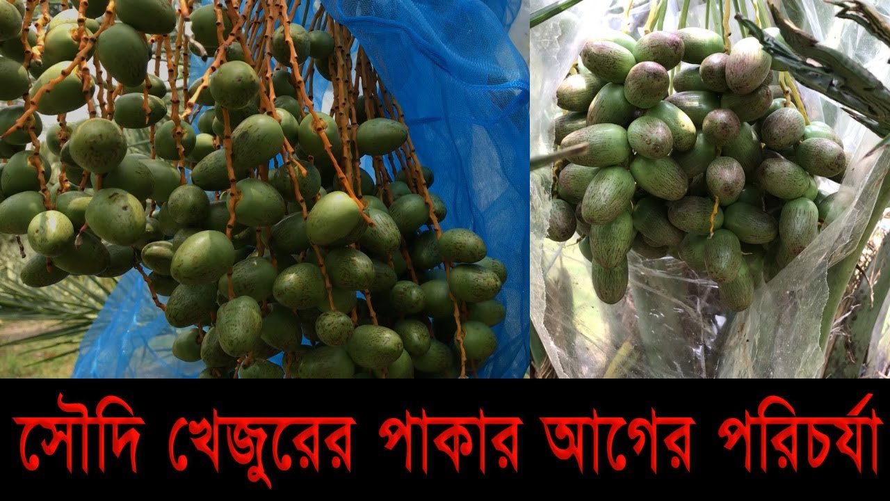 সৌদি খেজুরের পাকার আগের পরিচর্যা।(36_16-05-2023_6599)