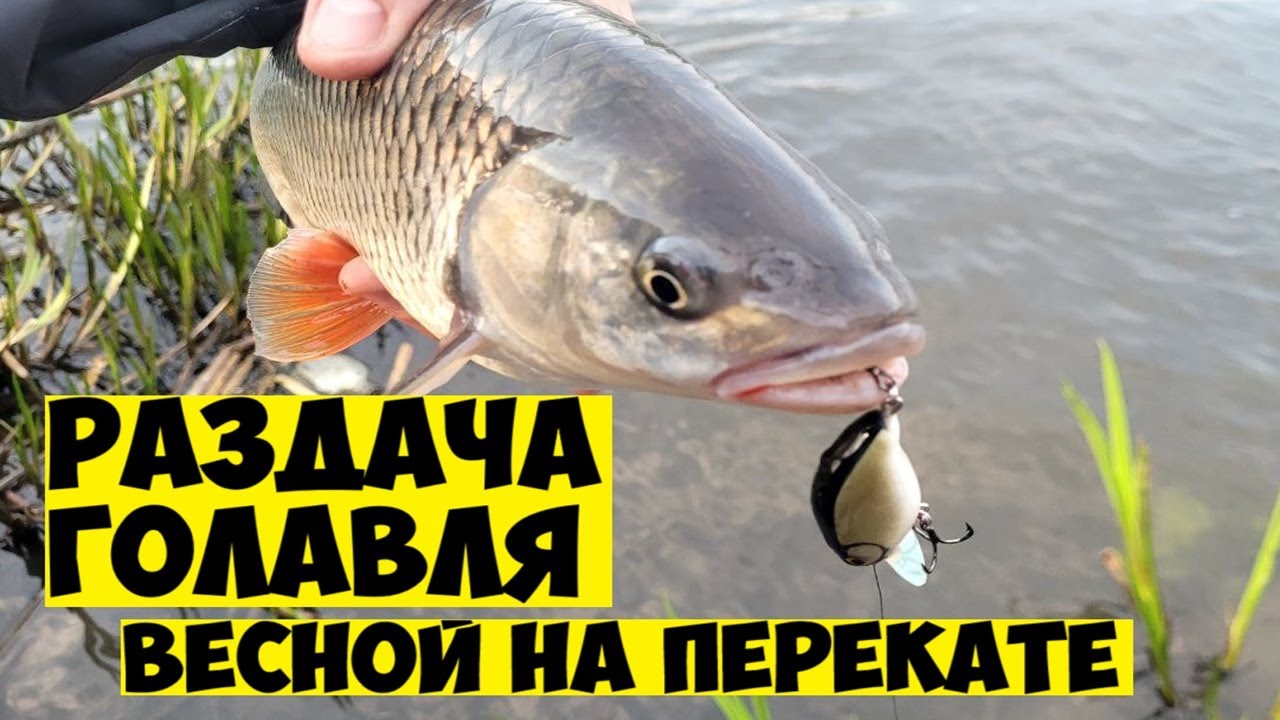 НАЧАЛОСЬ! ГОЛАВЛЬ КЛЮЕТ НА КАЖДОМ ЗАБРОСЕ УТРОМ НА ПЕРЕКАТЕ! ГОЛАВЛЬ НА ВОБЛЕРЫ ВЕСНОЙ! Рыбалка 2025