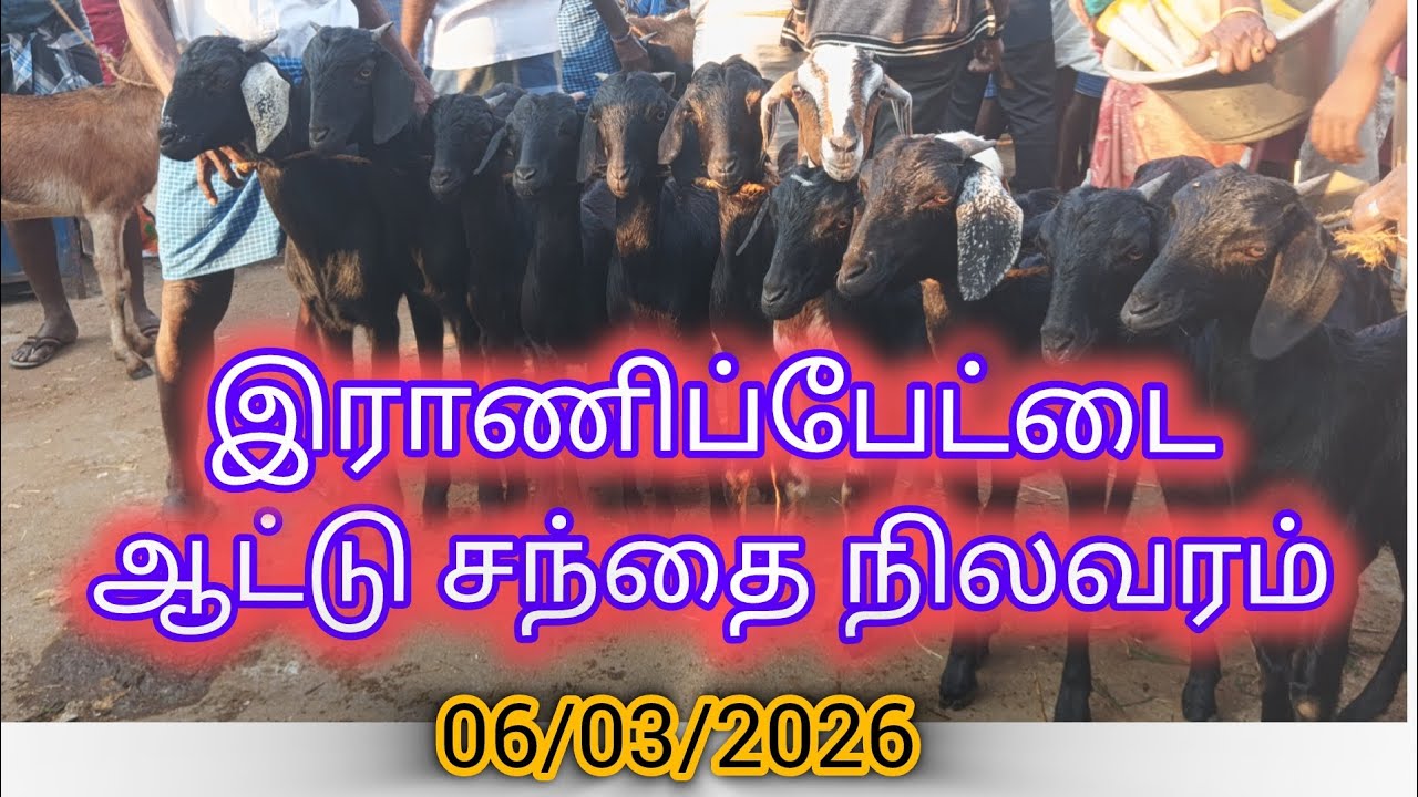 இராணிப்பேட்டை ஆட்டு சந்தை நிலவரம்🔥 06/03/2026 #aadusanthai#இராணிப்பேட்டைஆட்டுசந்தை#ranipetsanthai 