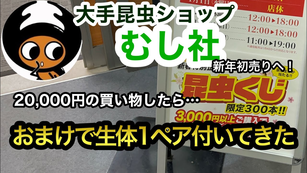 【昆虫くじ】むし社の新春特別企画の昆虫くじで運試しをした結果…！？購入した生体・当たった景品紹介