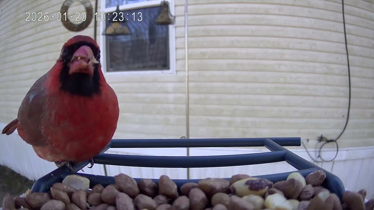Cardinal of the day January 20th 2026