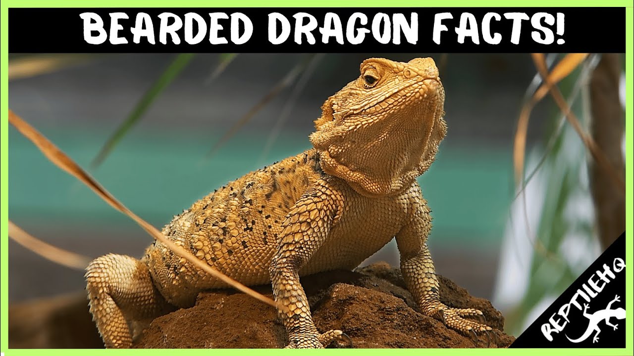 25 сумасшедших фактов о бородатых агамах, которые вас поразят!