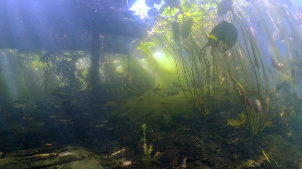 Opruimduik gele plomp, Natuurbad Engelbert, 18 mei 2025