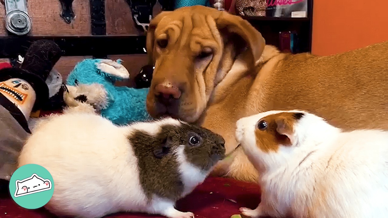 Huge Dog Becomes Best Brother To Tiny Guinea Pigs | Cuddle Buddies