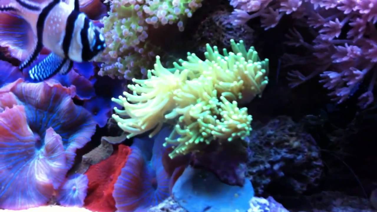 MoJoe's 55g Reef Tank