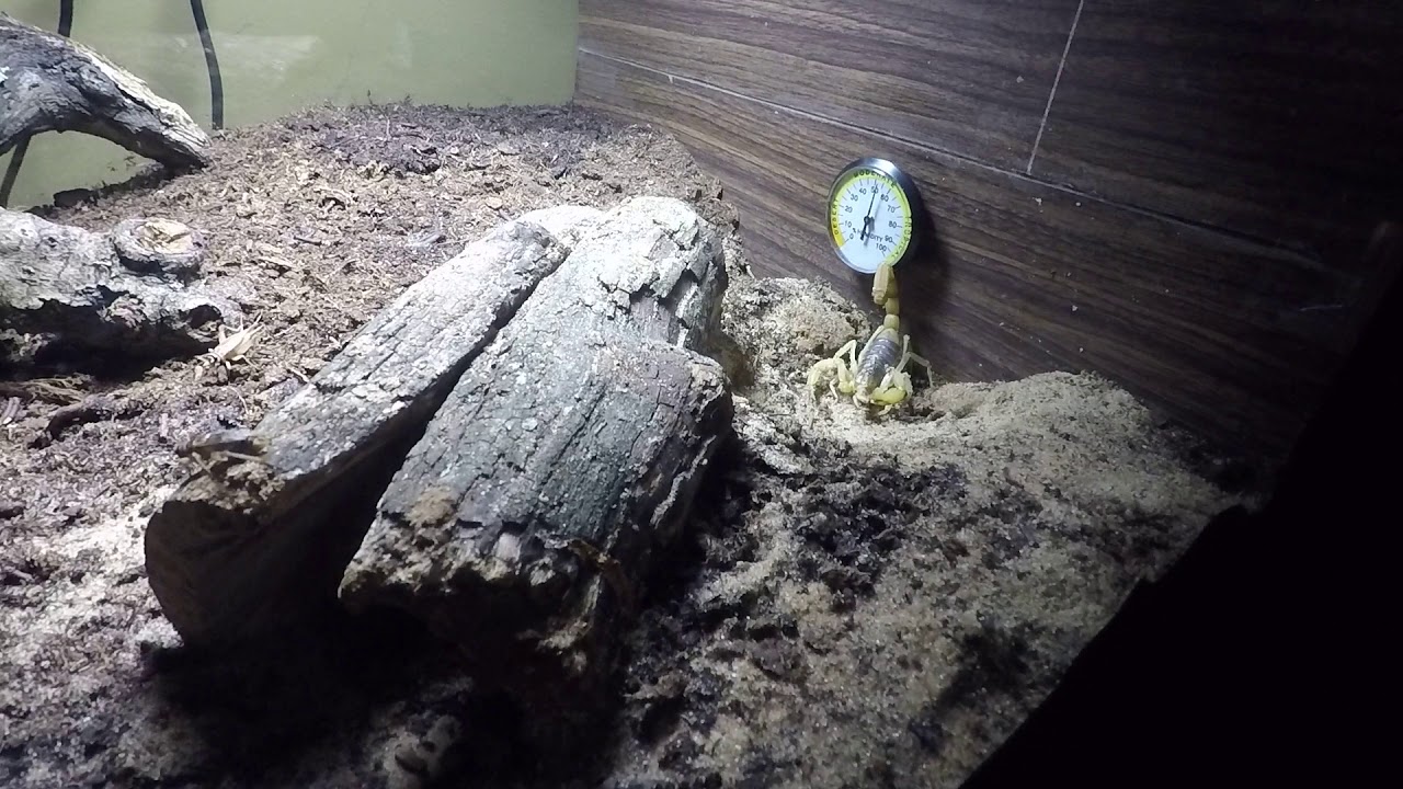 how to care for DESERT HAIRY SCORPIONS and YES YOU CAN HOUSE THEM TOGETHER