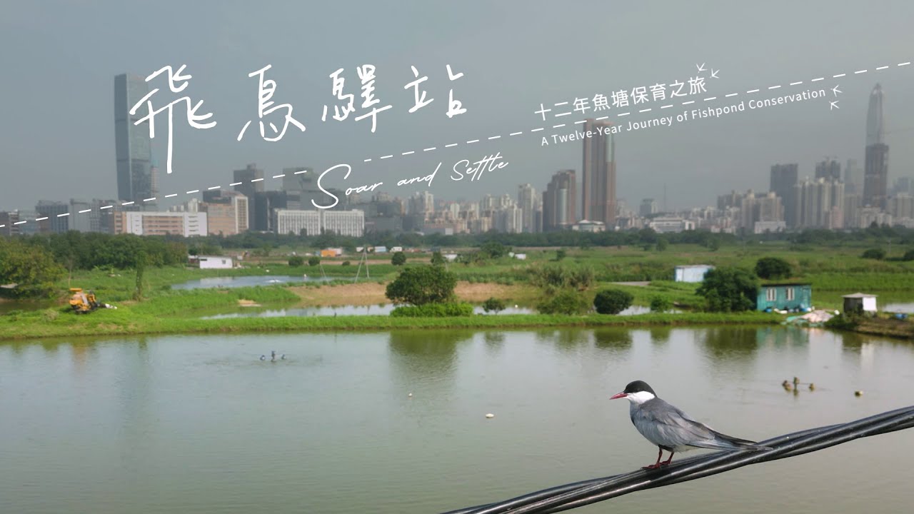 《飛鳥驛站》— 12年魚塘保育之旅  Soar and Settle - A Twelve-Year Journey of Fishpond Conservation