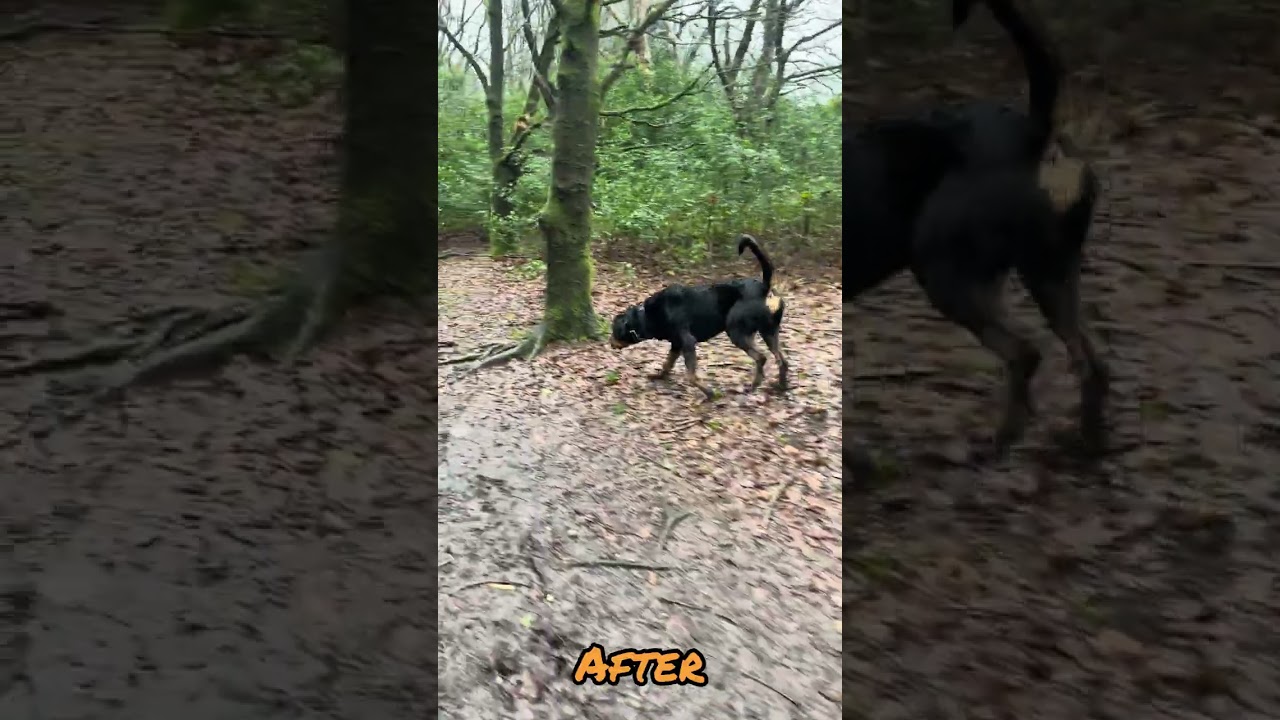 Norman The Rottweiler Off Lead E-Collar Conditioning Dog Training 