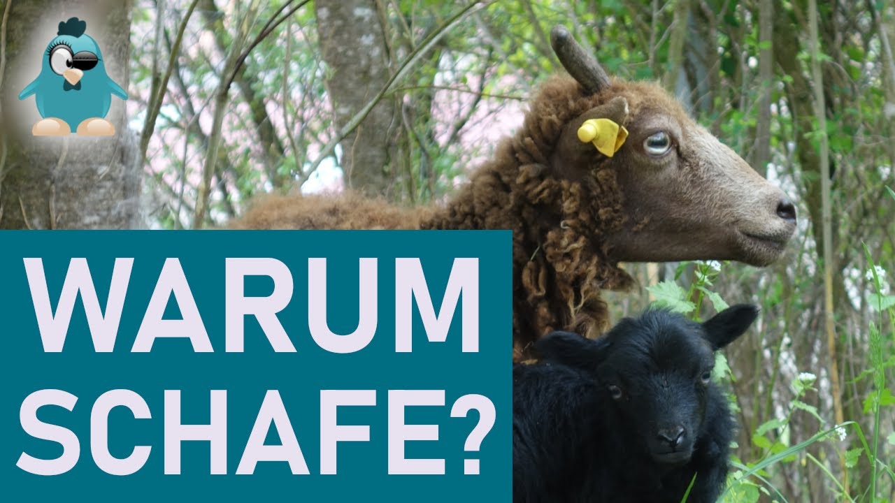 Schafe halten - wozu ist das gut?🐑 Nutztier Schaf für Hobbyhalter, Anfänger - Mäh!