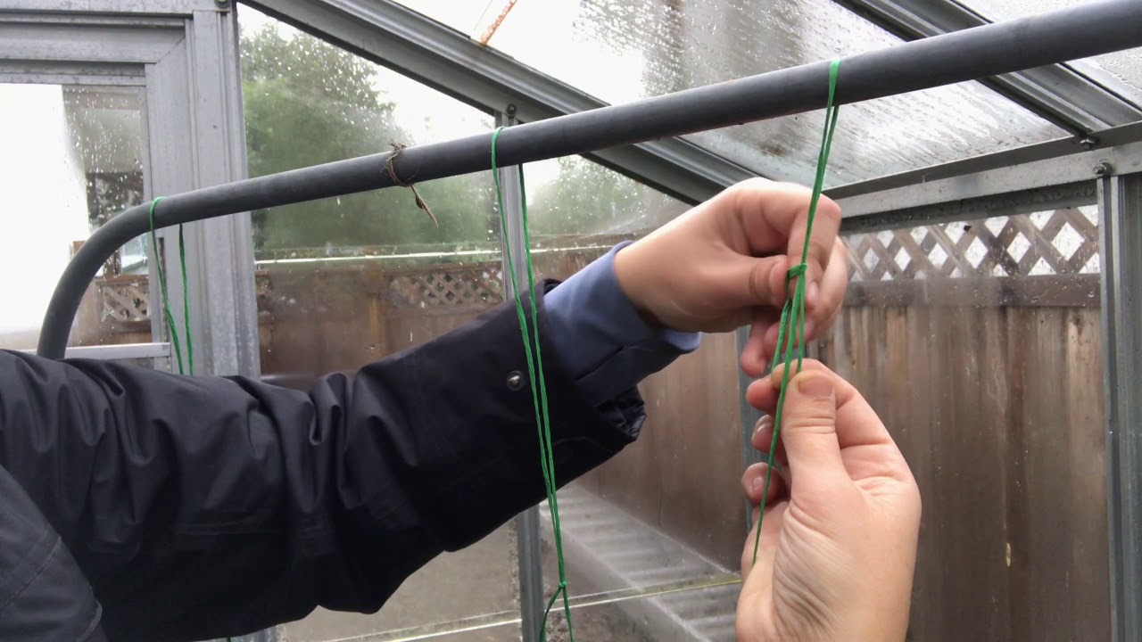 Stringing Tomato Plants - No Clip Method
