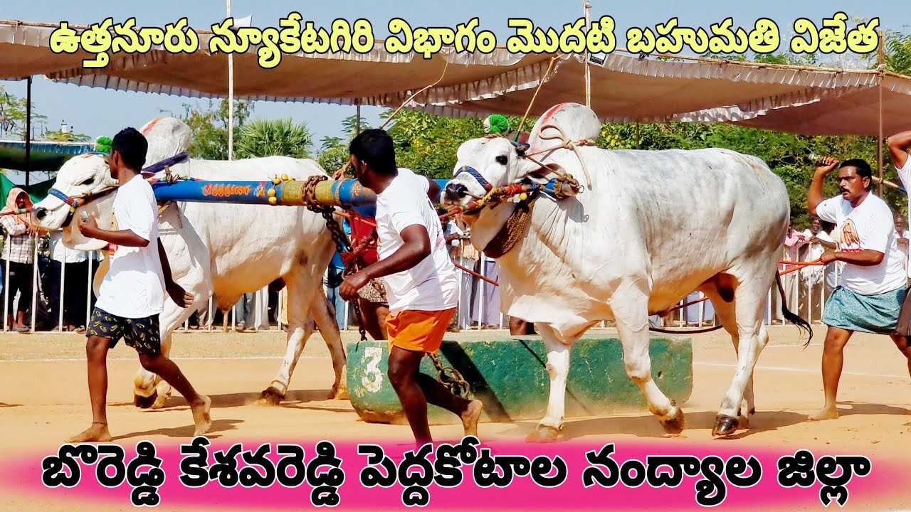 🏆🥇ఉత్తనూరు న్యూకేటగిరి విభాగం బండలాగుడు పోటీలు 1వ జత బొరెడ్డి కేశవరెడ్డి పెద్దకోటాల నంద్యాల జిల్లా