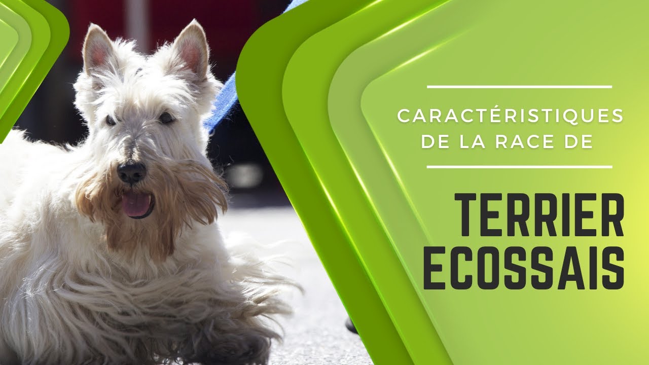 Caractéristiques De La Race De Terrier Écossais 🐩