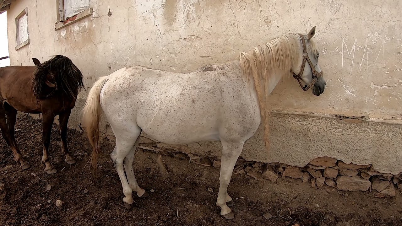 ОСЬ,ЩО ЗАЛИШИЛОСЯ ВІД ЯГІЛЬНИЦЬКОГО КІННОГО ЗАВОДУ😥😥😓/КОНІ В УКРАЇНІ/КОНІ ВАГОВОЗИ