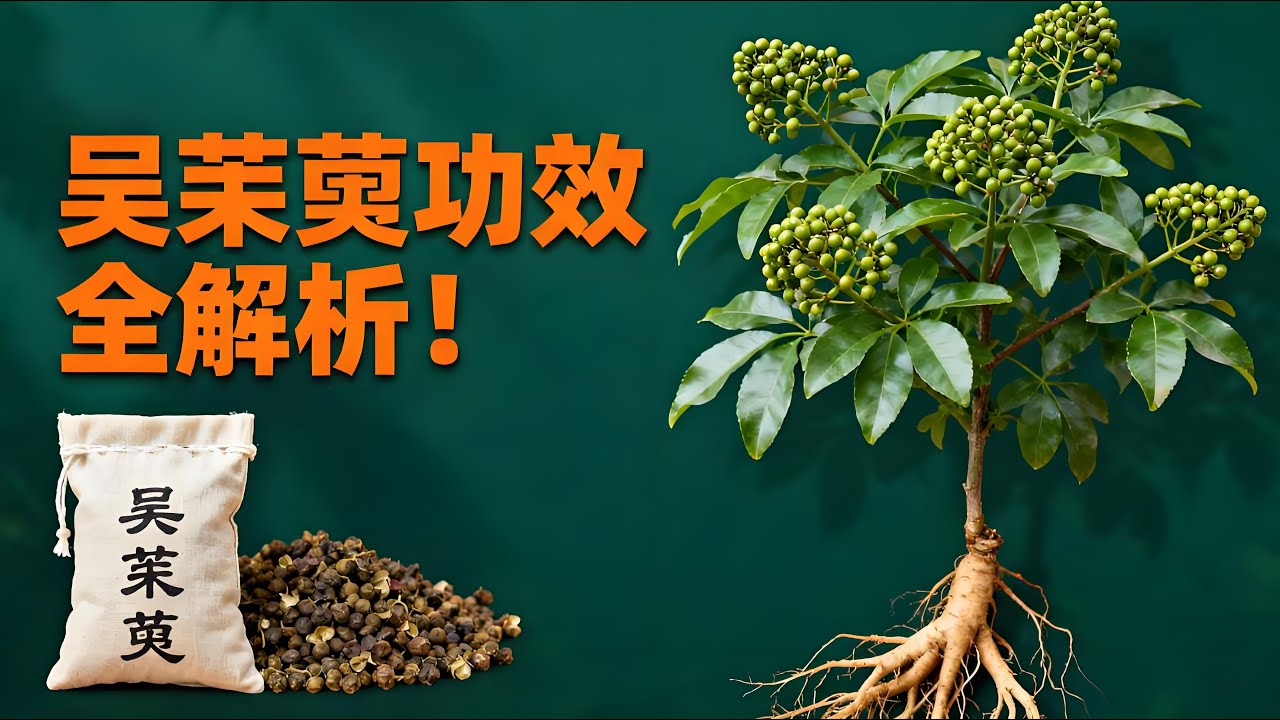 吳茱萸功效全解析！散寒止痛、降逆止嘔還能降血壓？炮制方法、禁忌、外敷用法及古典記載、現代研究一次說透！