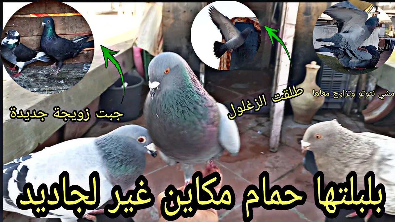 بلبلتها جبت حمام جديد+طريقة اطلاق زغاليل الحمام+كيفاش نخلي حمامي ميبقاش يحط فصطوحا