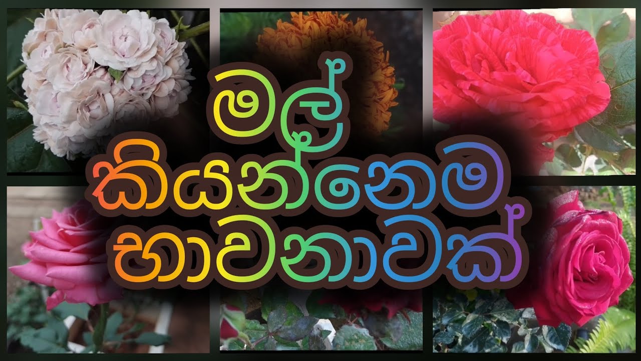 එන්න.. අපි මල් ලොව අතරමං වෙමු..😍