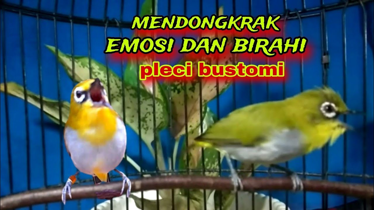 Burung Pleci Gacor Ngalas Nembak Sambung Ngecir Ampuh Pembangkit Emosi Dan Birahi Pleci