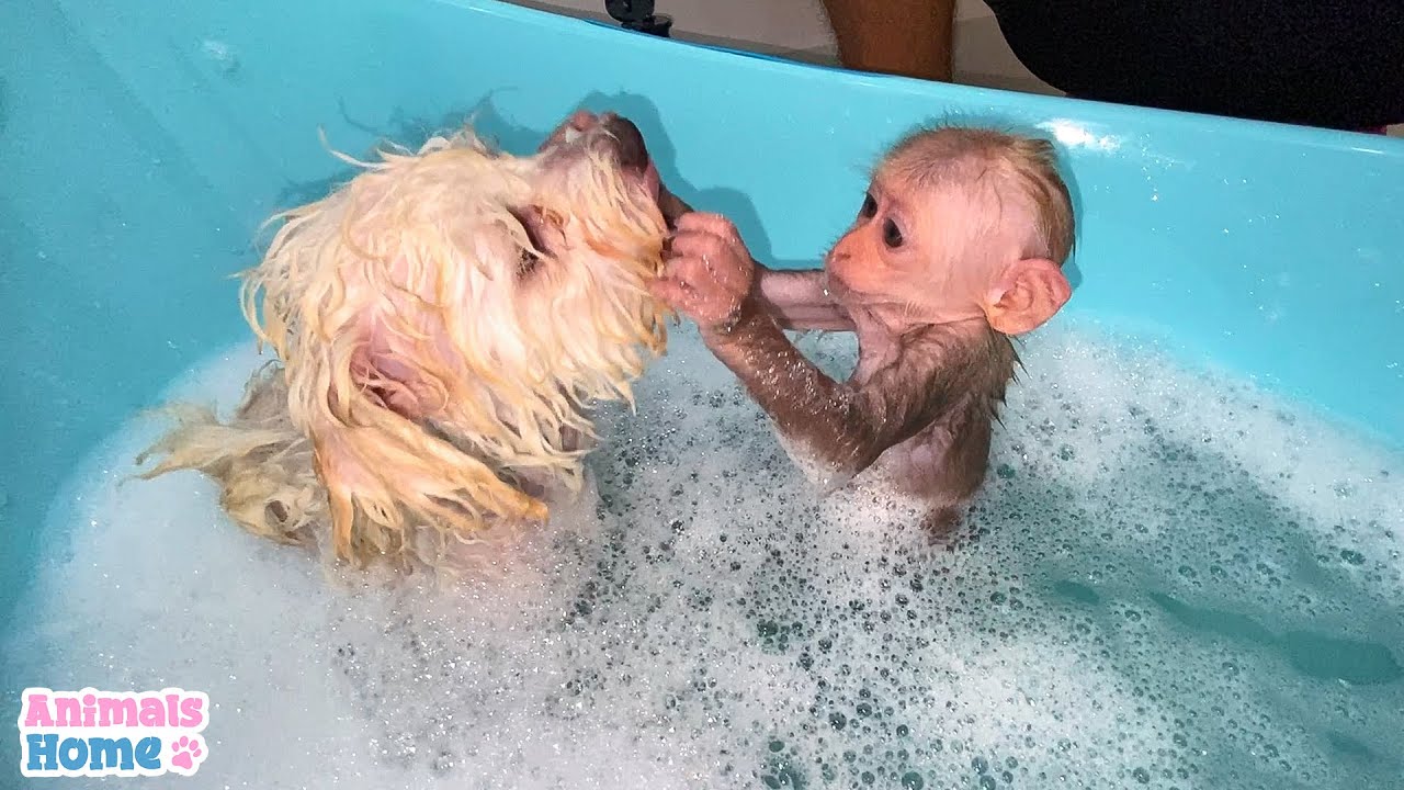 Baby monkey helps dad take care and bathe for Amee dog