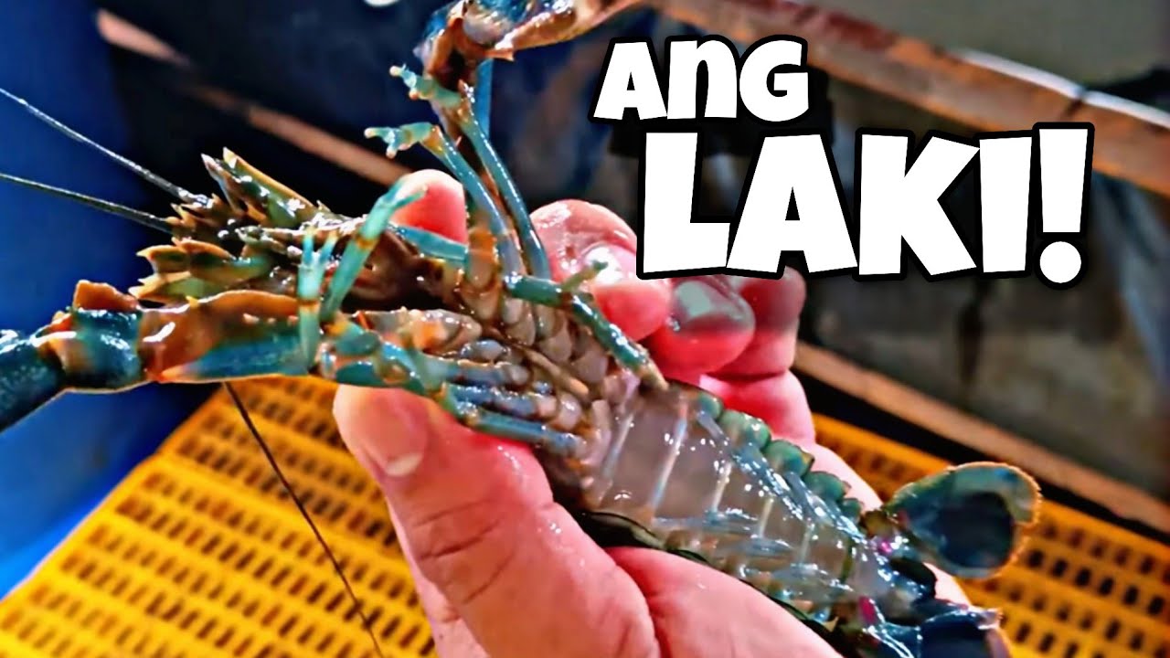 Ano ang Crayfish | Paano ang tamang pag-alaga #crayfishfarm 