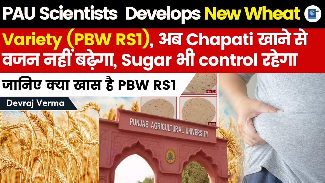 Punjab Agricultural University develops new wheat variety to keep blood sugar, obesity in check