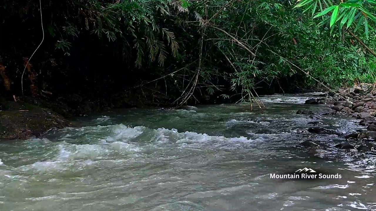Deep Sleep All Night — Forest River Sound Sleep ASMR