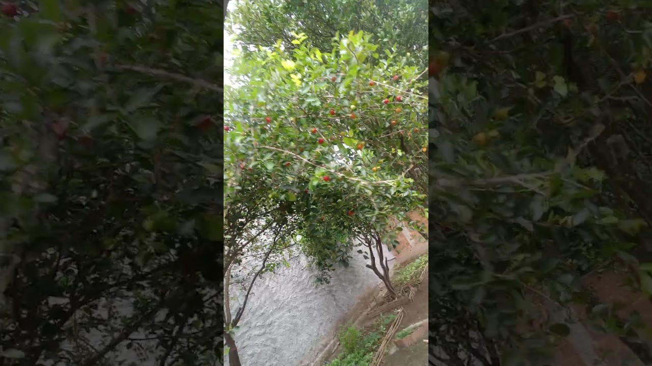 nossa plantação no quintal está evoluindo