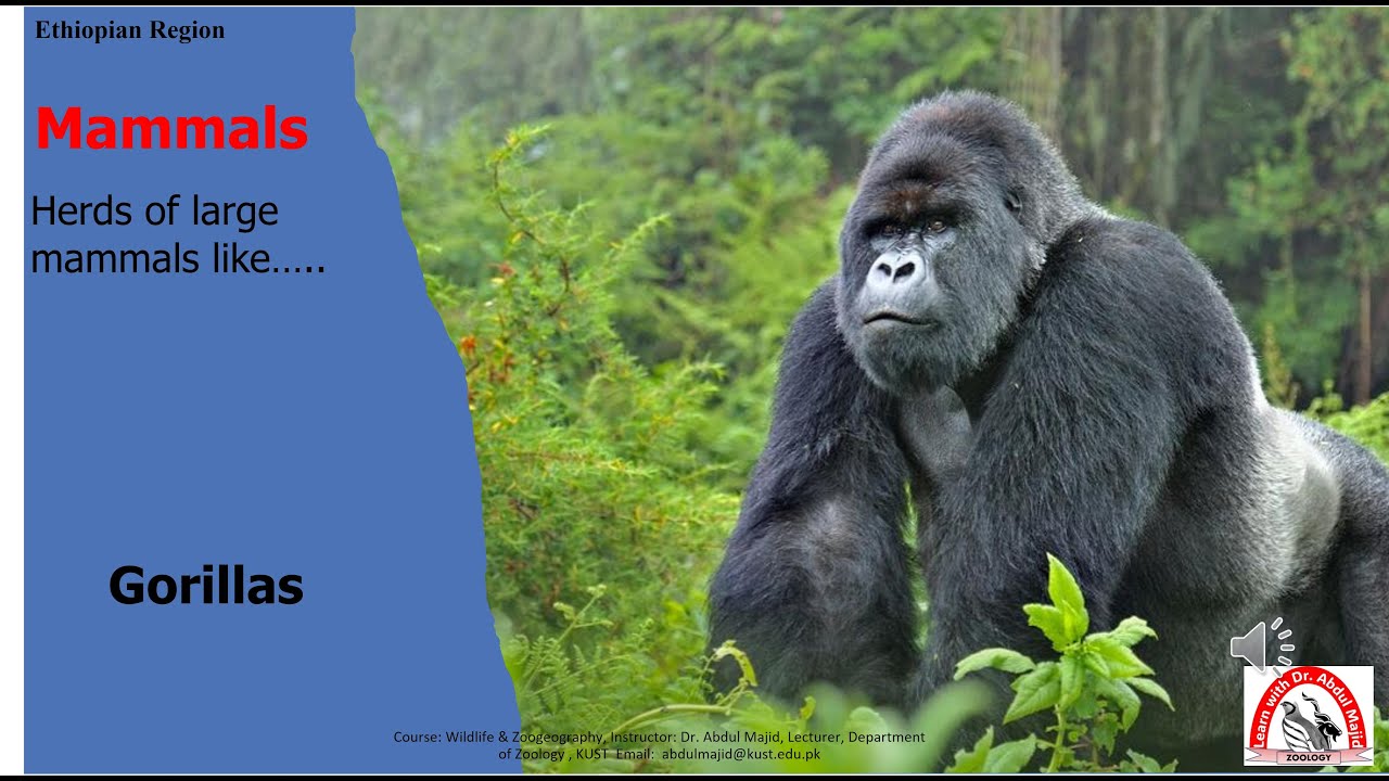 Ethiopian Region |Urdu|