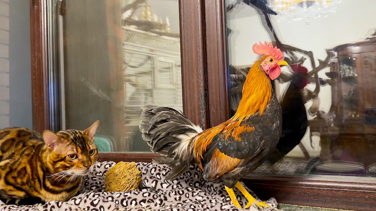 Thanks to the rooster, Terry the dog learned to fly. Благодаря петуху, собака Терри научилась летать