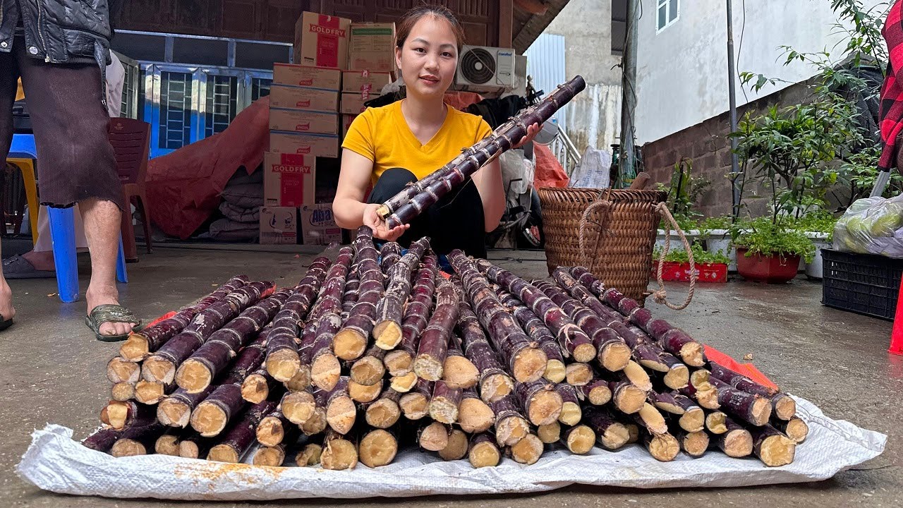 Harvest black sugarcane, go to market to sell, daily life