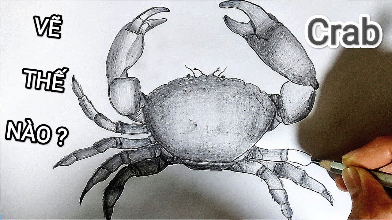 Vẽ Con CUA BIỂN bằng bút chì cực chuẩn | How to draw a Crab