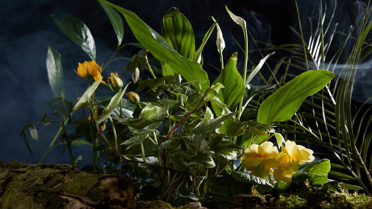 Still life photography adding mood and atmosphere