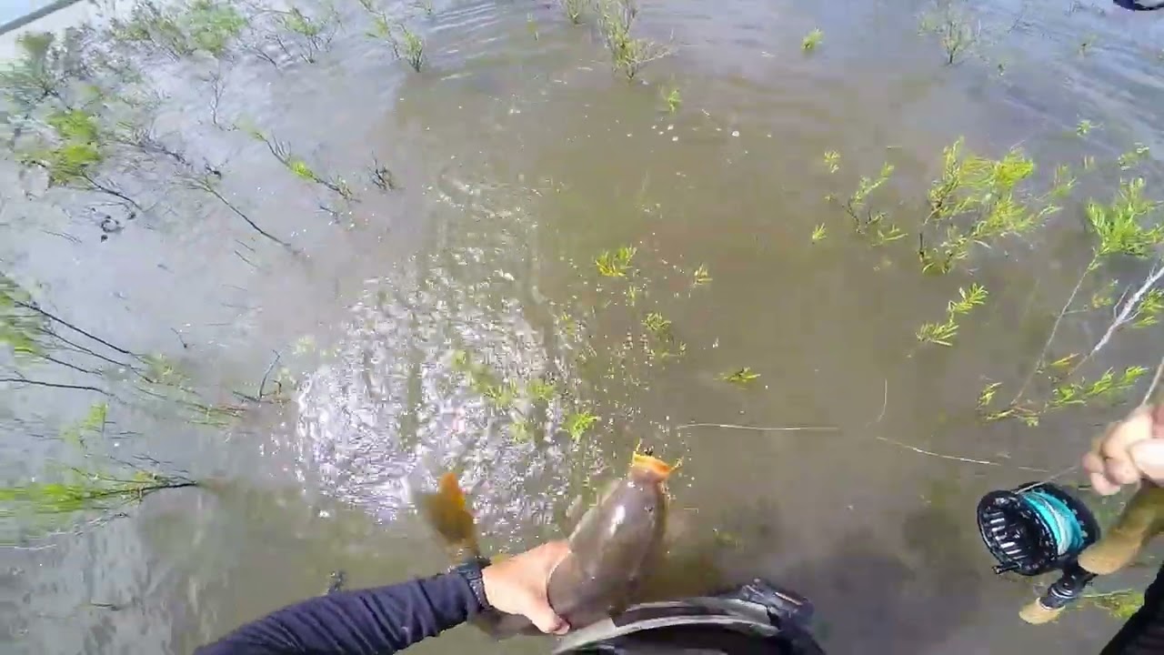 En pleno Desove la saqué de los pelos - Hermosa Carpa 🎣⛺🪰