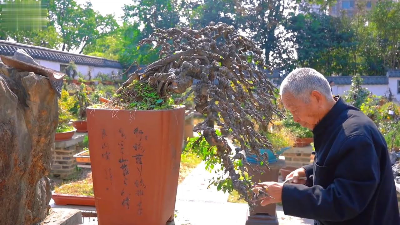 Phong cách bonsai đặc sắc của lão nghệ nhân 90 tuổi