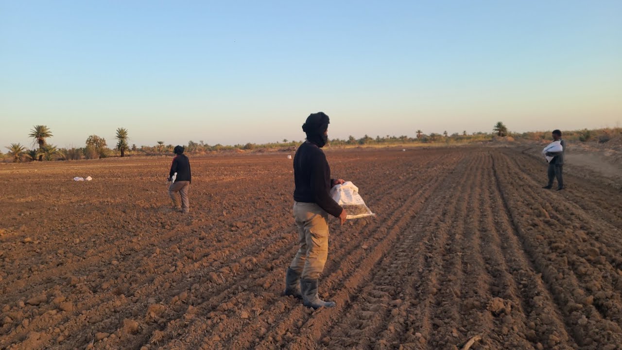 الزراعة الموسمية للقمح بالمنطقة 🌾