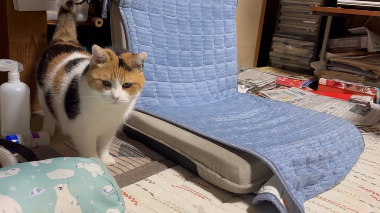 【三毛猫】寝ようと思ったら虫を見つけたミケ（2025年8月4日）