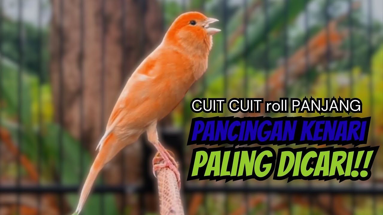 PANCINGAN KENARI GACOR CUIT CUIT COCOK UNTUK MASTERAN DAN TERAPI KENARI MACET BUNYI GACOR