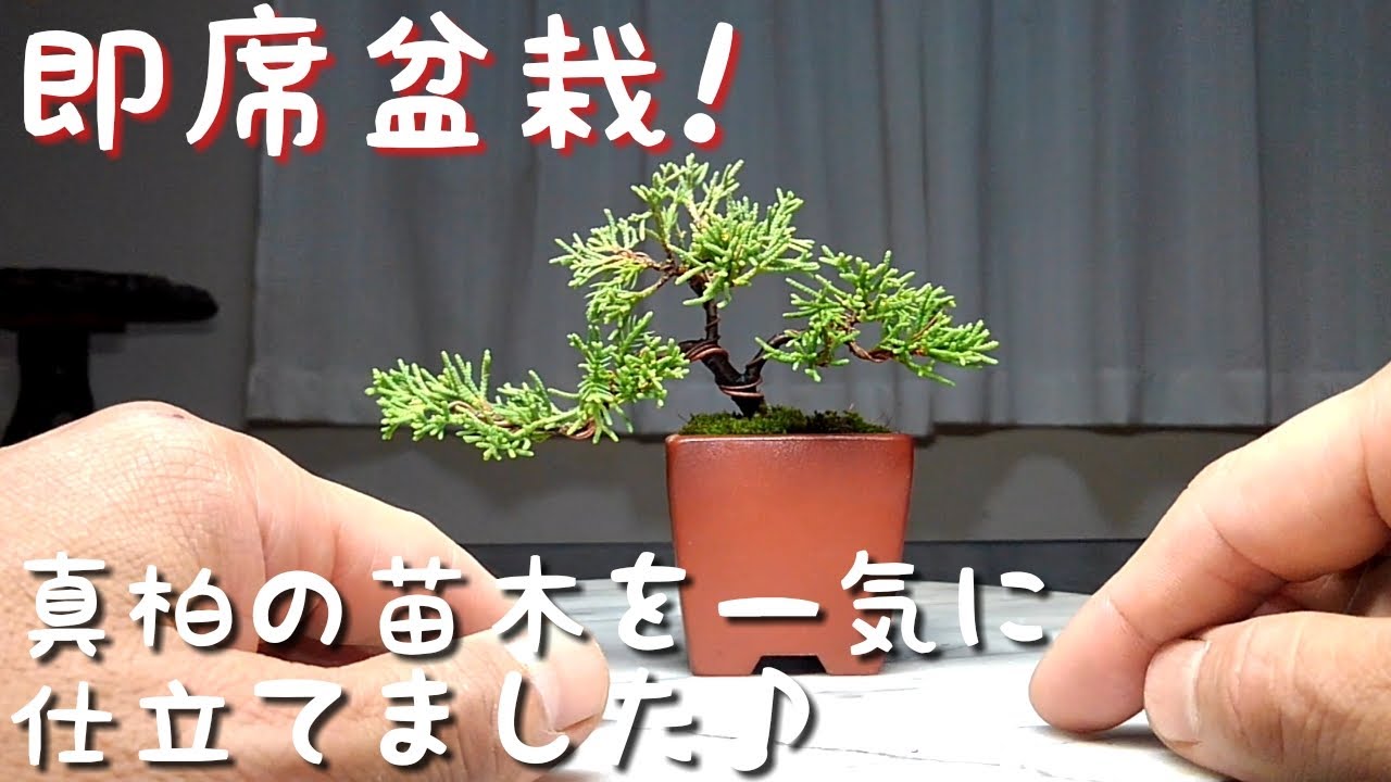 即席盆栽！　真柏の苗木を一気に仕立てました♪