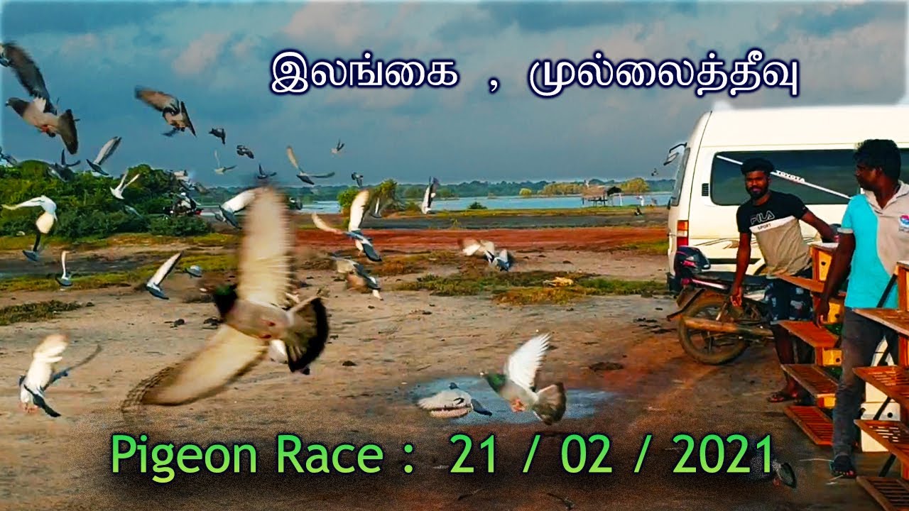 Racing homer Pigeon Race in mullaithivu, srilanka in tamil பந்தய  புறா போட்டி ,இலங்கை  ,