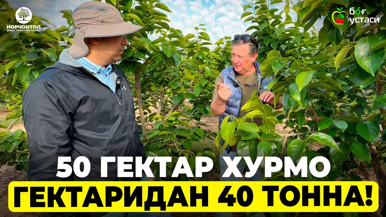БИТТА ТУПДАН 50 КИЛО ХУРМО! | ШУҲРАТ АБРОРОВ #xurmo #uz