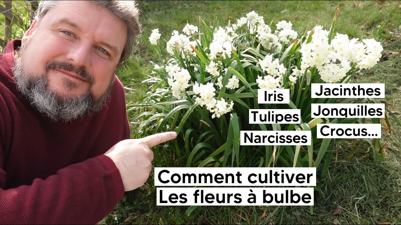Comment cultiver 🌷TULIPES, IRIS, JACINTHES, JONQUILLES, NARCISSES, CROCUS... 🪻『TUTO』